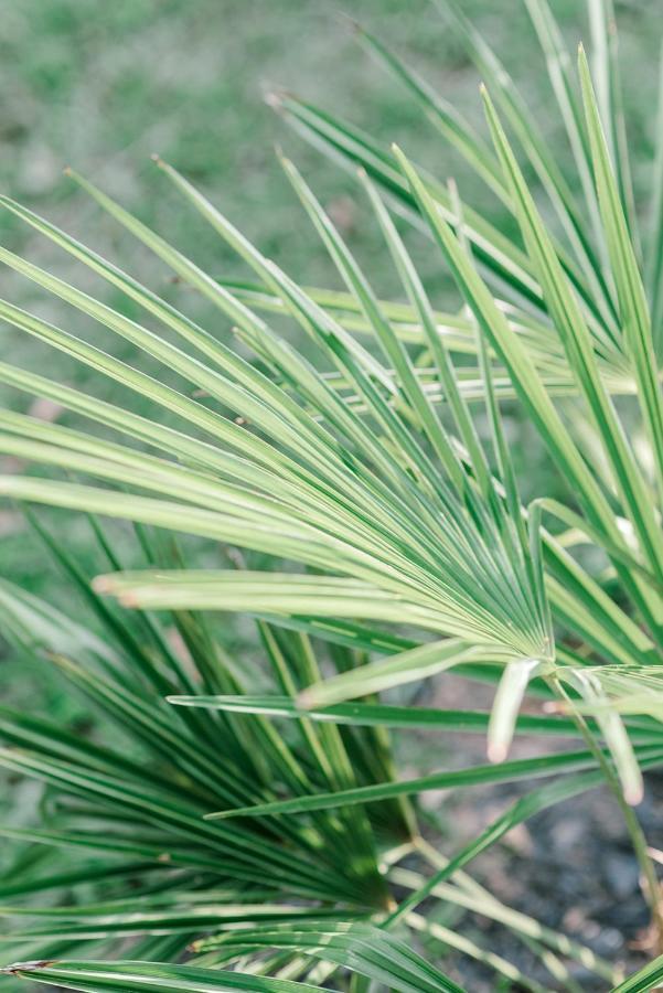 مبيت وإفطار باودر سبرينغز Georgia Palms & Gardens المظهر الخارجي الصورة